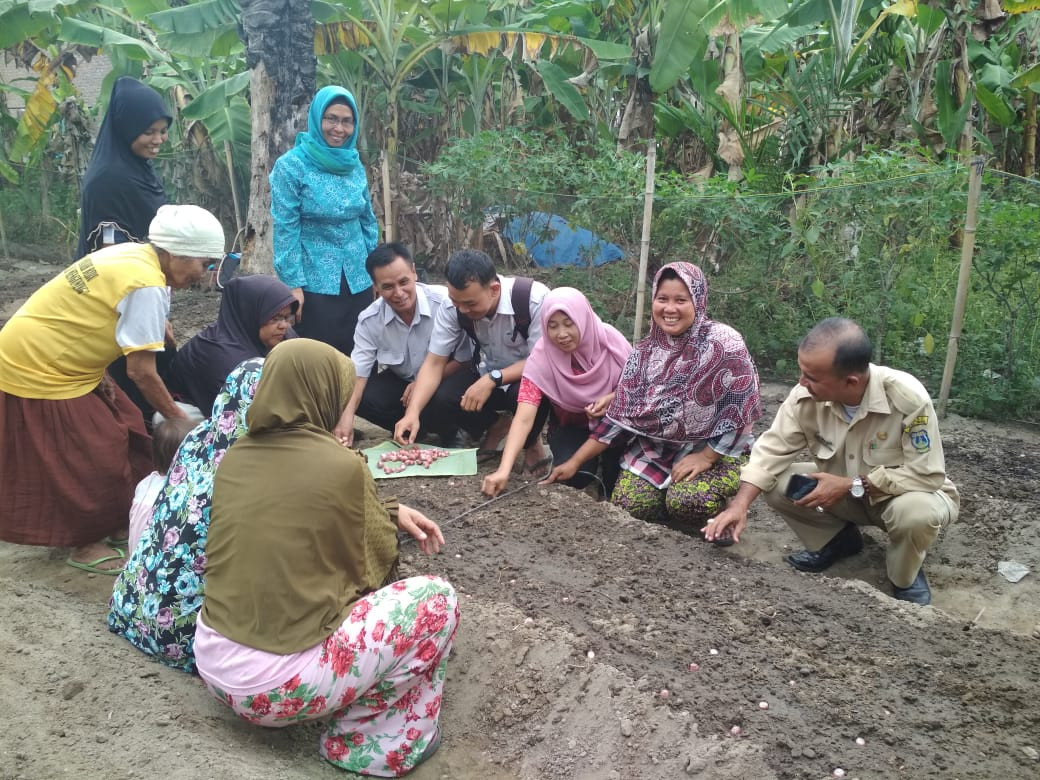 Penyuluhan budi daya menanam bawang merah  bagi Kelompok Bina Keluarga Lansia yang dilakukan oleh petugas penyuluh pertanian dari Dinas Ketahanan Pangan  didampingi Kepala Kelurahan Berohol .